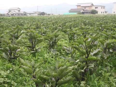 無農薬野菜